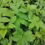 recognize ground elder as a plant pest