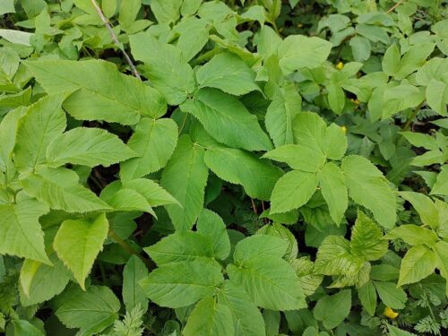 recognize ground elder as a plant pest