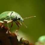 recognize Green immigrant leaf weevil