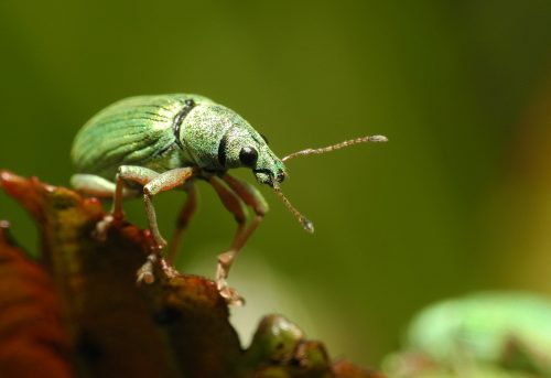 recognize Green immigrant leaf weevil