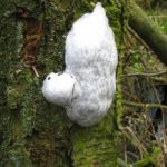 recognize False Puffball