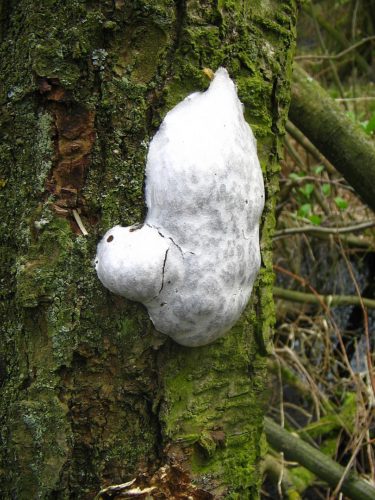 recognize False Puffball