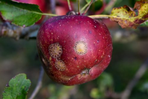 recognize apple scab on apples