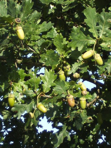 recognize pedunculate oak