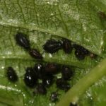 recognize Black Cherry Aphids