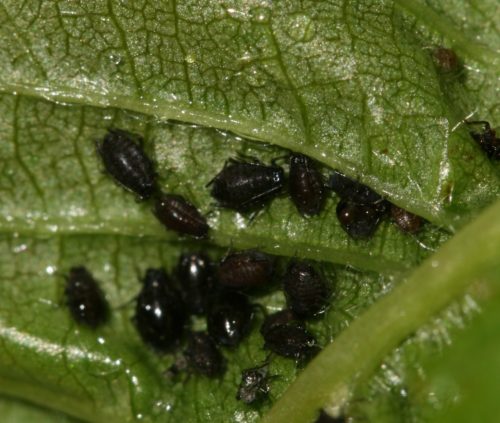 recognize Black Cherry Aphids