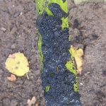 recognize Witches’ butter