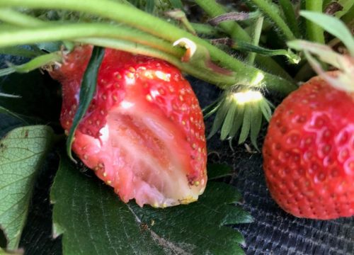 Herkennen vraatschade aan aardbeien