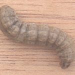 recognize cutworms