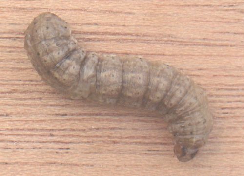 recognize cutworms