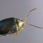 recognize flea beetle