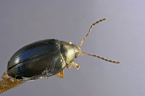 recognize flea beetle