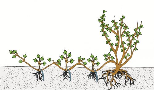 vermeerderen van planten, vegetatieve vermeerdering