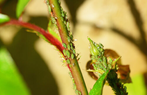 recognize aphids