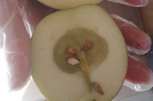 Herkennen van glazigheid bij appels