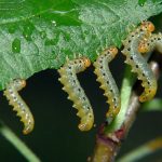 recognize larvae aplle leaf sawfly