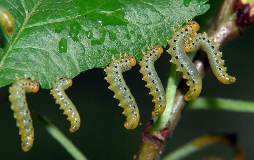 recognize larvae aplle leaf sawfly