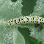 recognize caterpillar mullein moth