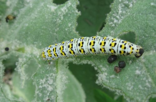 recognize caterpillar mullein moth