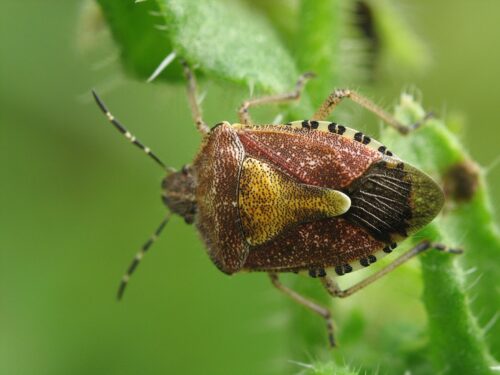 recognize hairy shieldbug