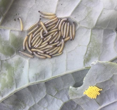 Rupsen en eitjes groot koolwitje op bloemkool