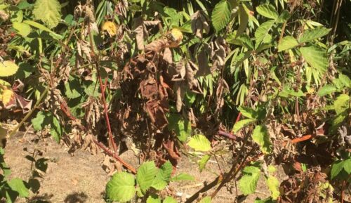 herkennen verbranding door droogte en hitte