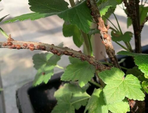 recognize scale insects on currant