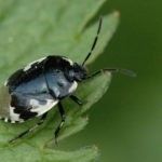 recognize Pied shield bug
