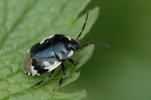 recognize Pied shield bug