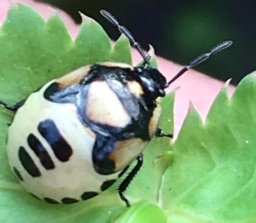 recognize nymph Pied shield bug