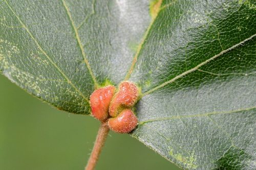 recognize galls of the Maple pimple gall mite