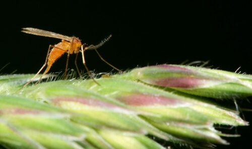 recognize gall midge