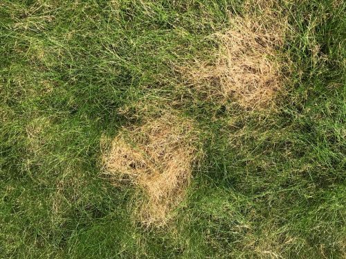 herkennen dode plekken gras door urine