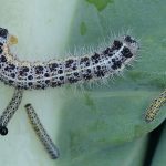 recognize caterpillar Large White