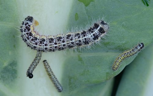 recognize caterpillar Large White