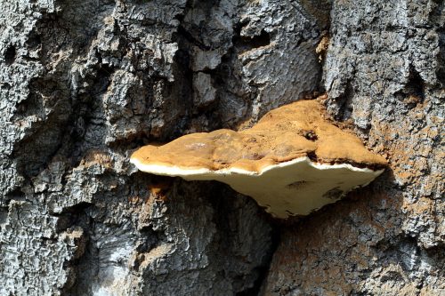 Herkennen van zwam op bomen