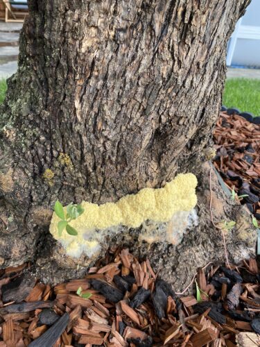 recognize Scrambled egg slime (Fuligo septica)