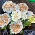 herkennen oorzaak verschroeien bloemschermen hortensia