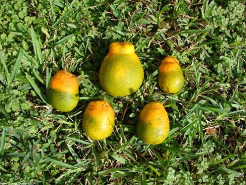 recognize symptoms Citrus greening disease
