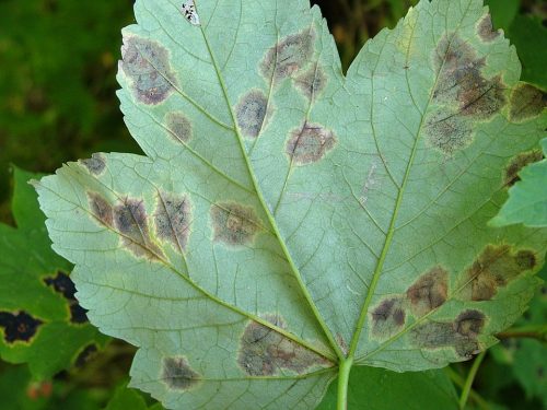 recognize tar spots on maple