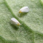 recognize Greenhouse whiteflies
