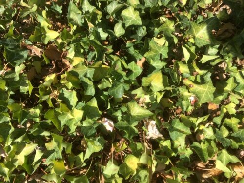 recognize drought symptoms in ivy 