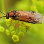 recognize turnip sawfly