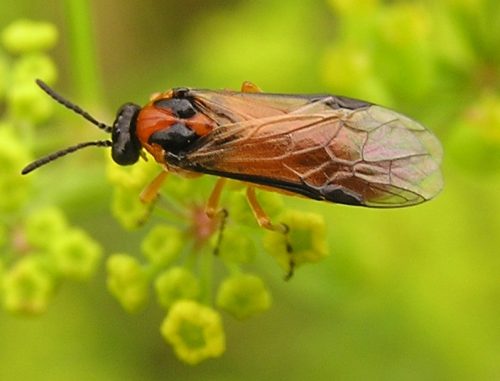 recognize turnip sawfly