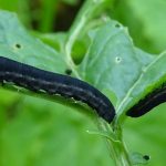 recognize larvae (caterpillars) turnip sawfly