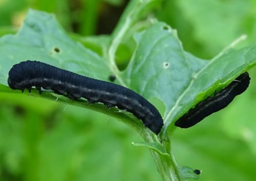 recognize larvae (caterpillars) turnip sawfly