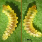 recognize larvae Horse chestnut leafminer