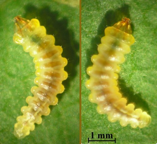 recognize larvae Horse chestnut leafminer