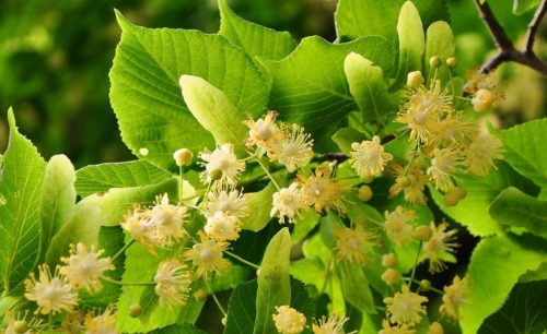recognize lime tree leaf and flower