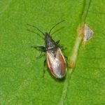 recognize Lime seed bug